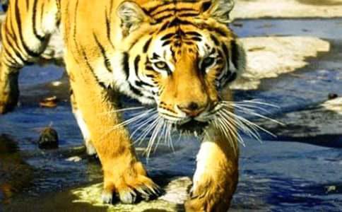 励志故事：老虎与蚂蚁