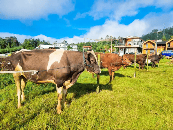 【创业知识】印尼又放假啦！解码宰牲节商机从文化融入到商业增长的实战指南!